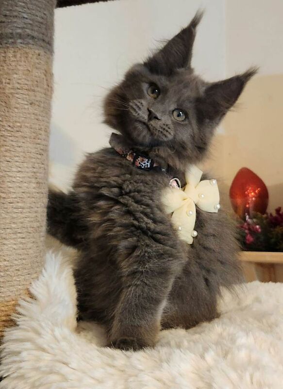 KING SIZE MAINE COON KITTENS Reg GCCF - Image 2 of 4