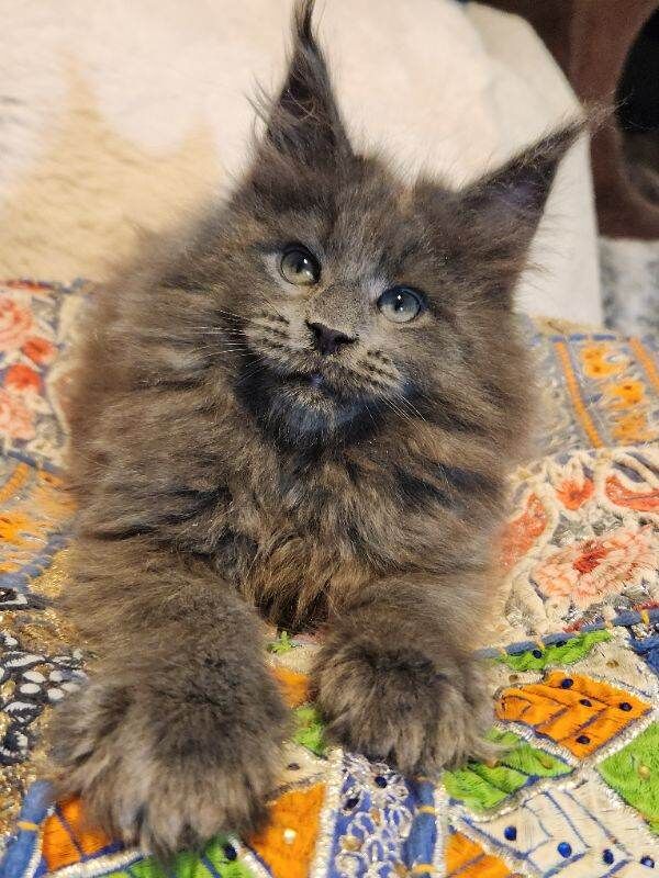 KING SIZE MAINE COON KITTENS Reg GCCF - Image 3 of 4