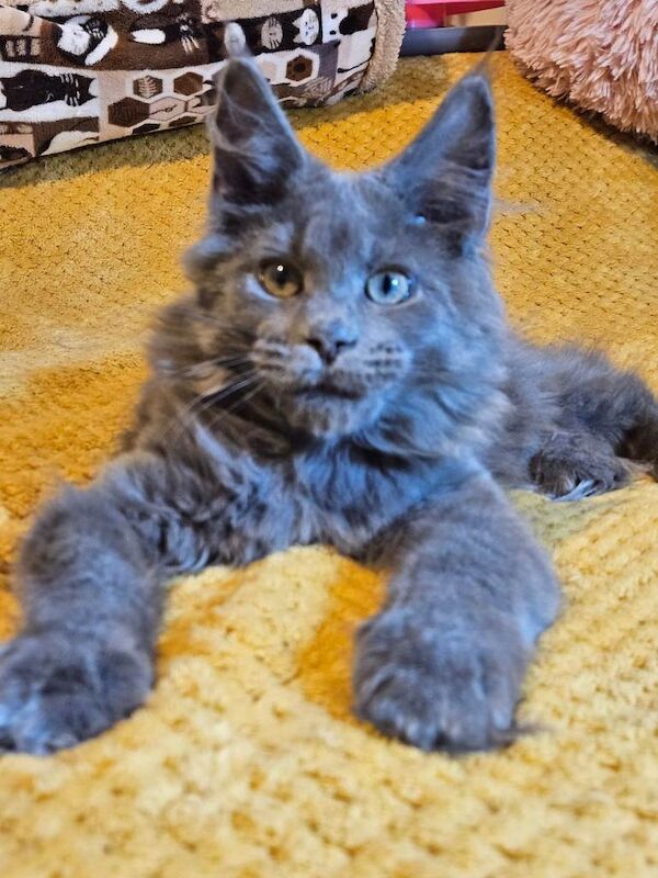 KING SIZE MAINE COON KITTENS Reg GCCF - Image 4 of 4