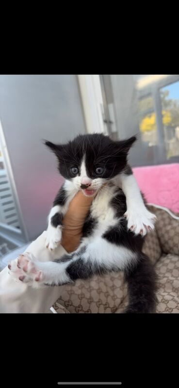Kitten for sale in North Benfleet, Essex