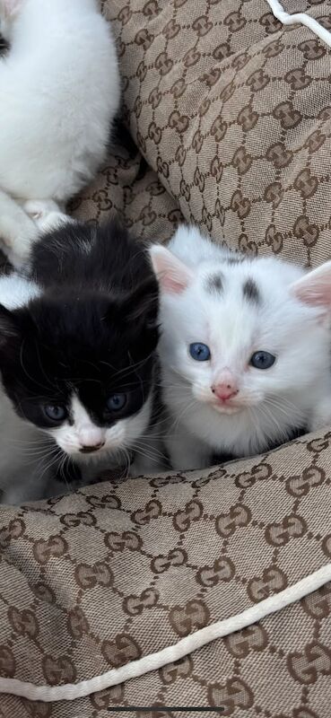 Kitten for sale in North Benfleet, Essex - Image 2