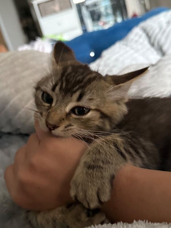 Maine Coon kittens for sale in Brighton, East Sussex – 12 weeks old - Image 2 of 4