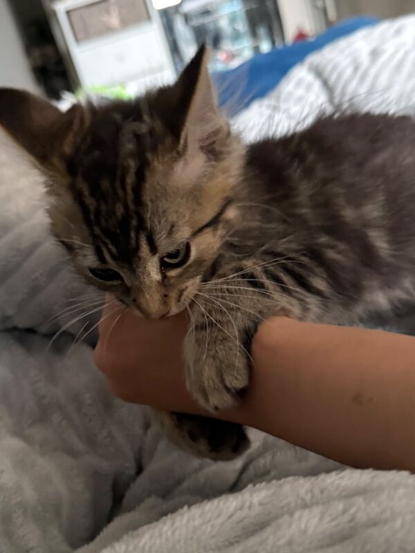 Maine Coon kittens for sale in Brighton, East Sussex – 12 weeks old - Image 3 of 4