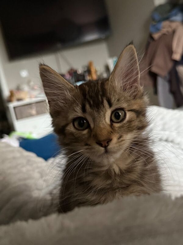 Maine Coon kittens for sale in Brighton, East Sussex – 12 weeks old - Image 4 of 4