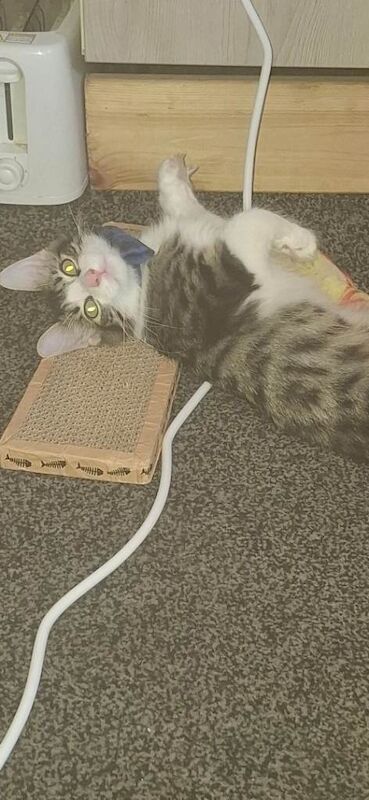 Maine Coon Kittens For Sale