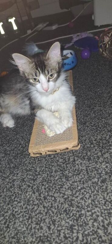 Maine Coon kittens for sale in Shard End, West Midlands – 11 months old - Image 2 of 5