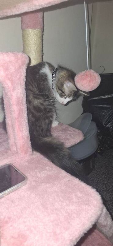 Maine Coon kittens for sale in Shard End, West Midlands – 11 months old - Image 3 of 5