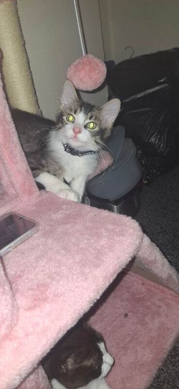 Maine Coon kittens for sale in Shard End, West Midlands – 11 months old - Image 4 of 5