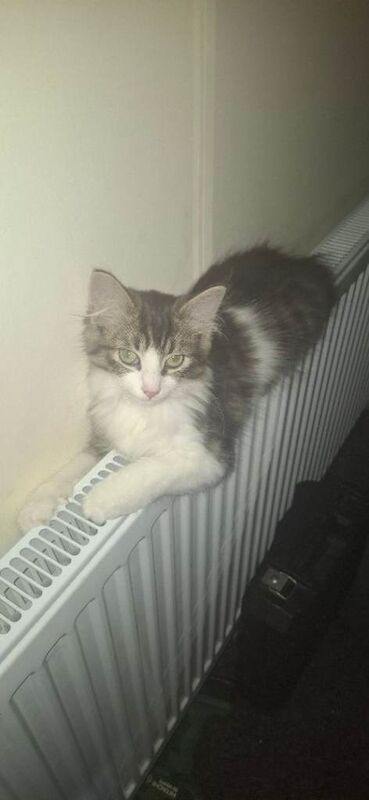 Maine Coon kittens for sale in Shard End, West Midlands – 11 months old - Image 5 of 5