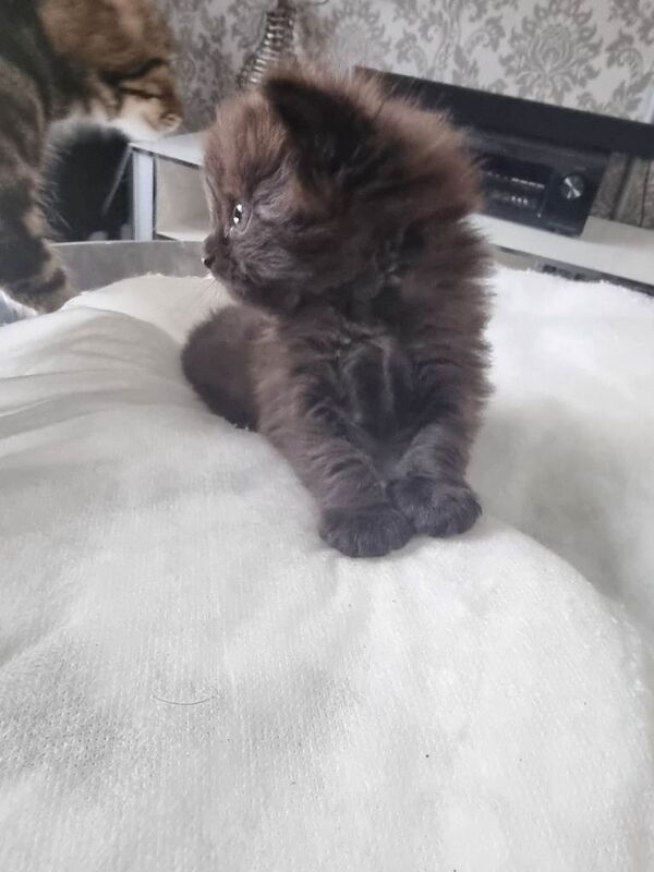 Kitten boy - Image 2 of 6