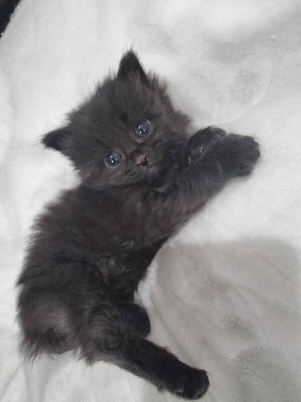 Kitten boy - Image 4 of 6