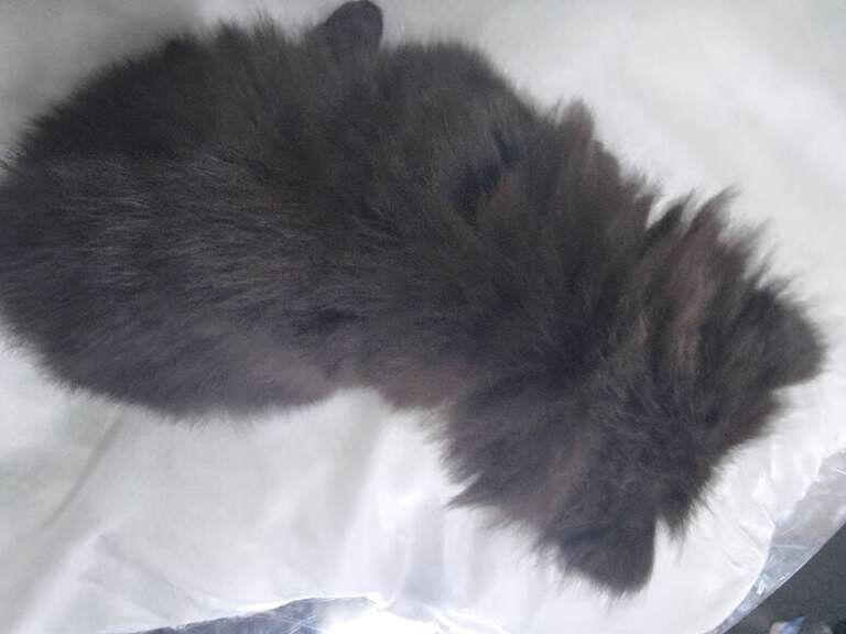 Kitten boy - Image 5 of 6