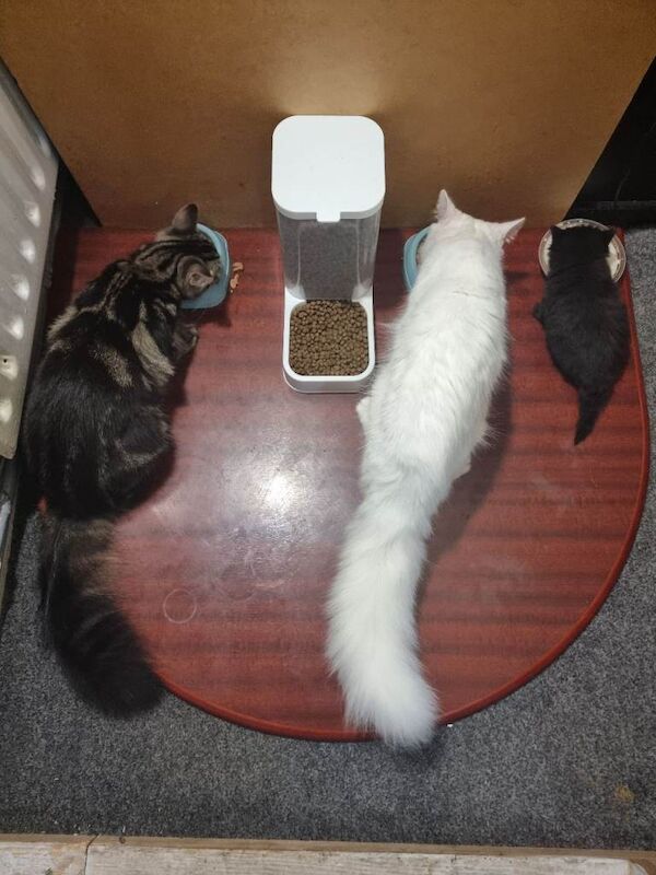 Kitten boy - Image 6 of 6