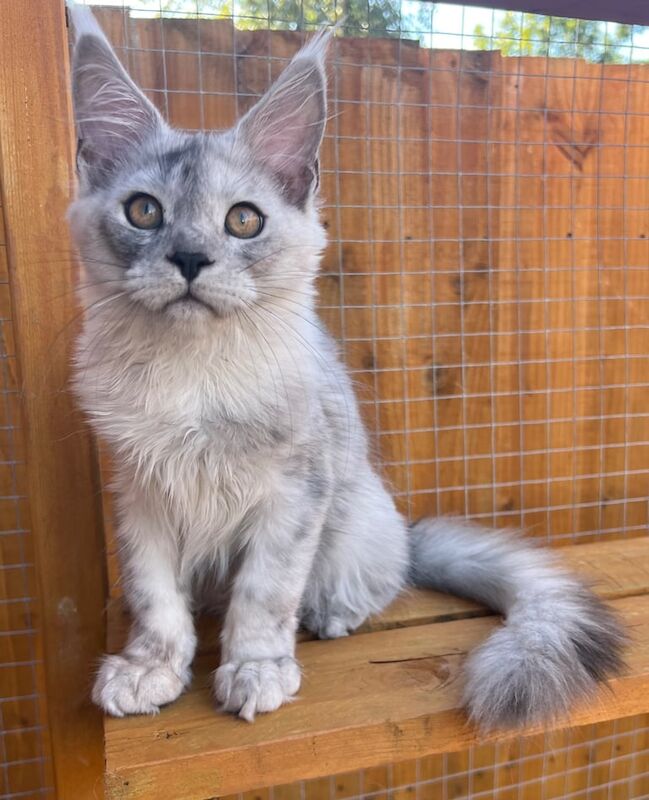 Maine Coon kittens for sale in Poole, Dorset – 3 months old