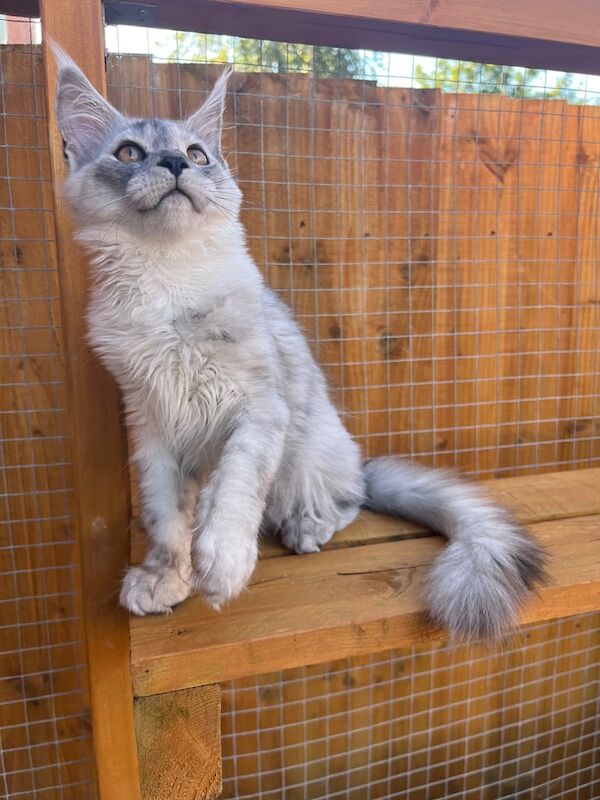 Maine Coon kittens for sale in Poole, Dorset – 3 months old - Image 2 of 3