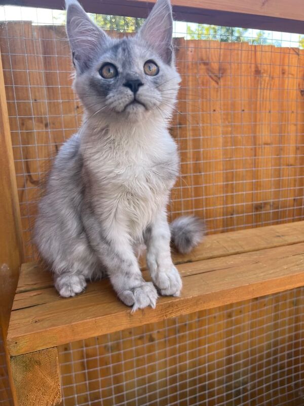 Maine Coon kittens for sale in Poole, Dorset – 3 months old - Image 3 of 3