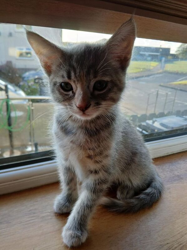 Maine Coon kittens for sale in Saltcoats, Ayrshire and Arran – 9 weeks old