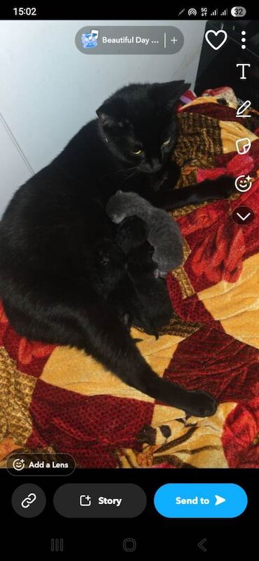 Maine Coon Kittens For Sale Under £300