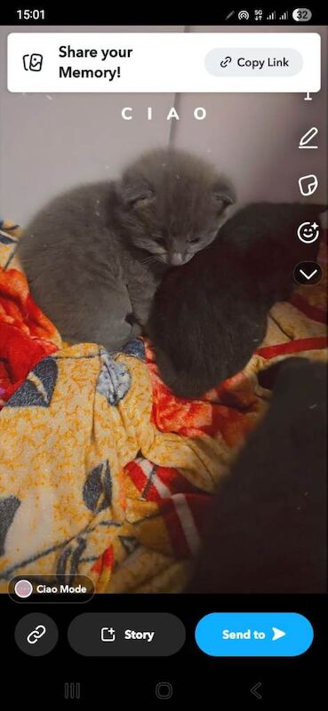 Kitten for a new home - Image 2 of 4