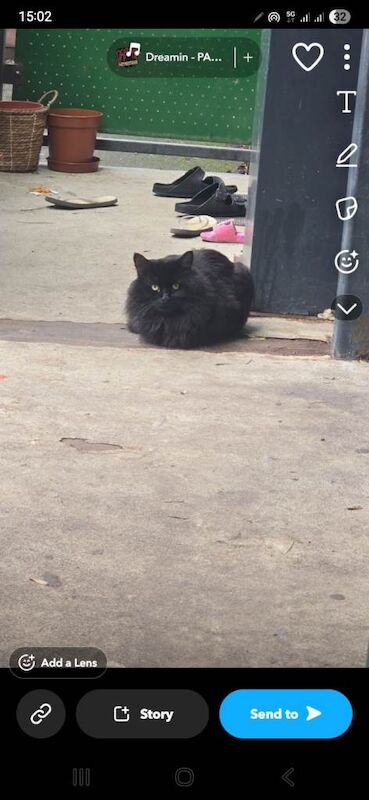 Kitten for a new home - Image 3 of 4