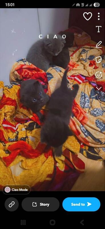 Kitten for a new home - Image 4 of 4