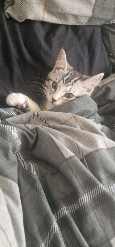 Kitten for sale in Bobbers Mill, Nottinghamshire