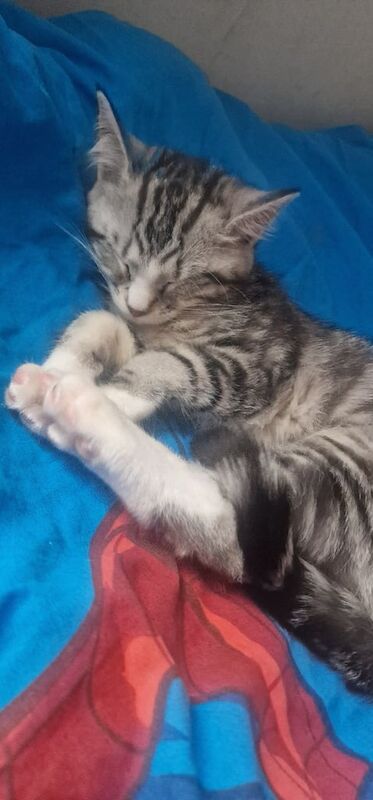 Kitten for sale in Bobbers Mill, Nottinghamshire | Image 2