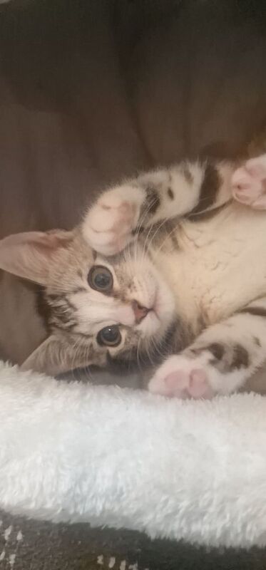 Kitten for sale in Bobbers Mill, Nottinghamshire | Image 3