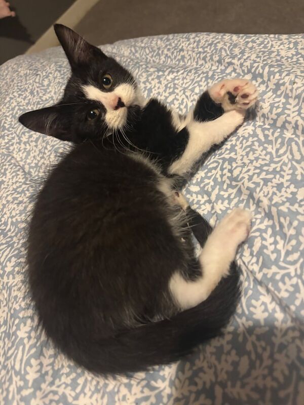 Maine Coon kittens for sale in Pembroke Dock / Doc Penfro, Dyfed – 3 months old