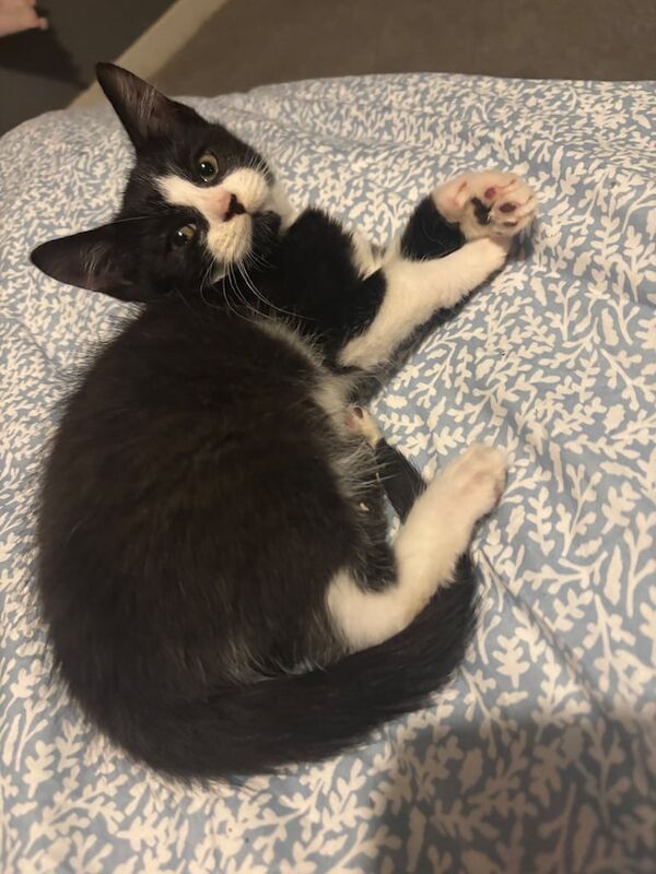 Maine Coon kittens for sale in Pembroke Dock / Doc Penfro, Dyfed – 3 months old - Image 2 of 3