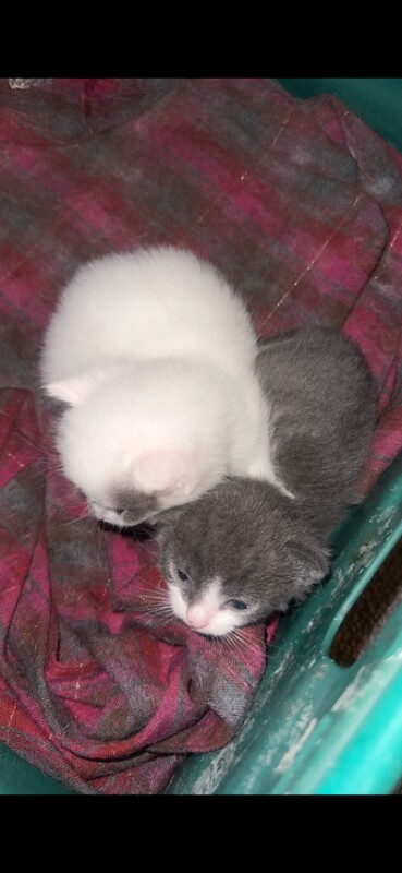 Maine Coon Kittens For Sale