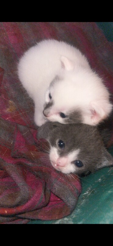 Kitten For Sale - Image 2 of 3