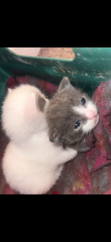 Kitten For Sale - Image 3 of 3