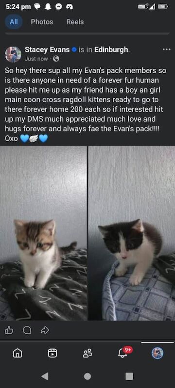 Kitten for sale