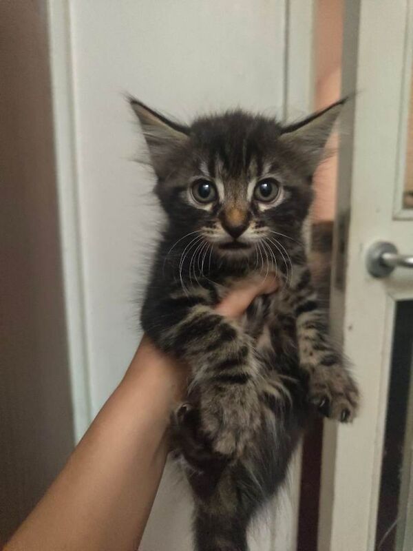 Kitten main coone cross tabby