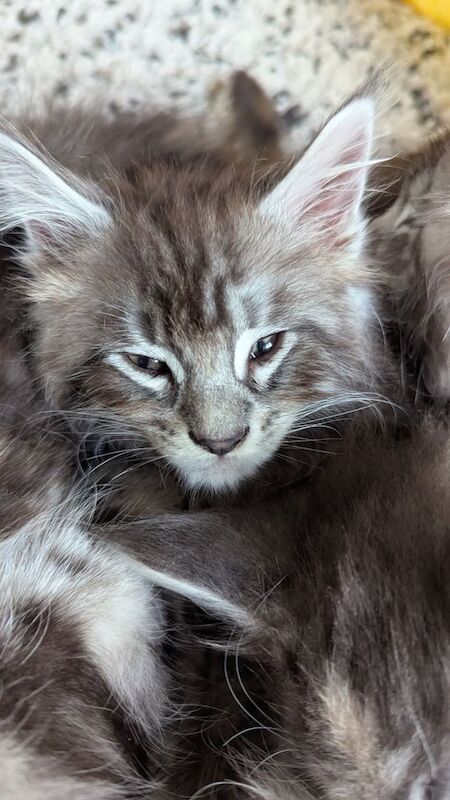Kitten Maine coons for sale in Ossett, West Yorkshire