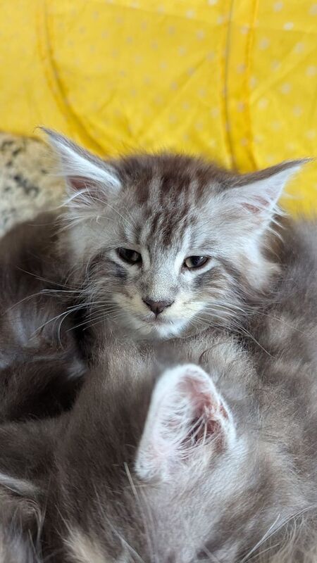 Kitten Maine coons for sale in Ossett, West Yorkshire | Image 2