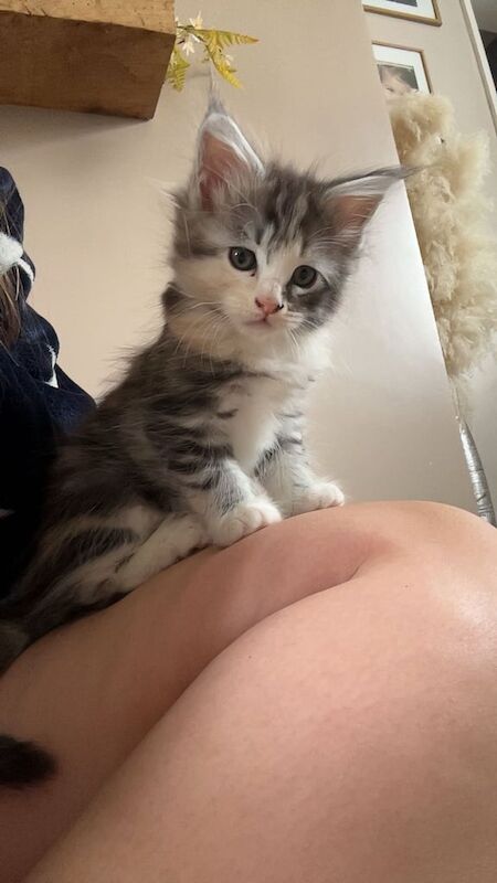 Kitten Maine coons for sale in Ossett, West Yorkshire - Image 3