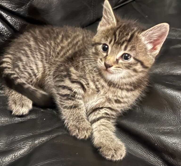 Maine Coon Kittens For Sale