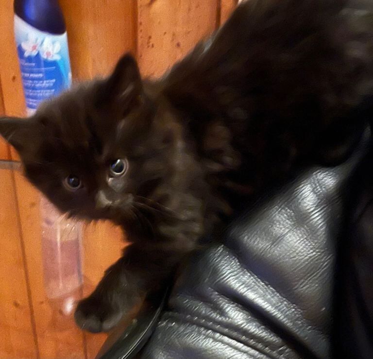 Kitten mixed breed - Image 2 of 3