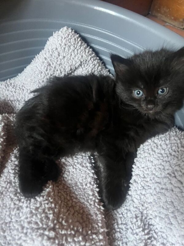 Kitten mixed breed - Image 3 of 3