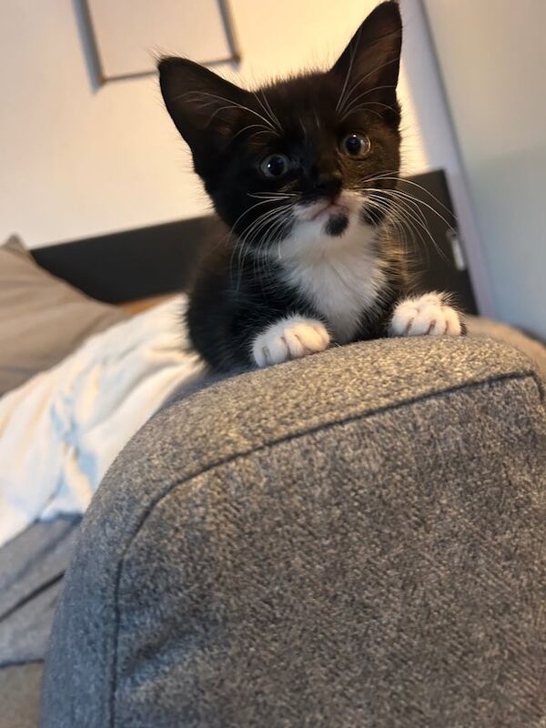 Maine Coon kittens for sale in Eastbourne, East Sussex – 9 weeks old
