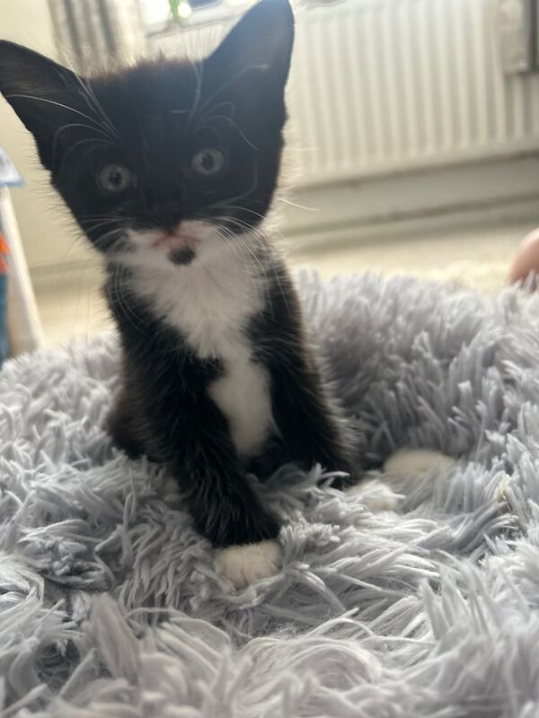 Maine Coon kittens for sale in Eastbourne, East Sussex – 9 weeks old - Image 2 of 3
