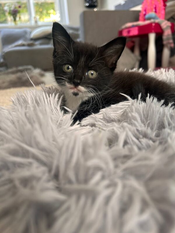 Maine Coon kittens for sale in Eastbourne, East Sussex – 9 weeks old - Image 3 of 3