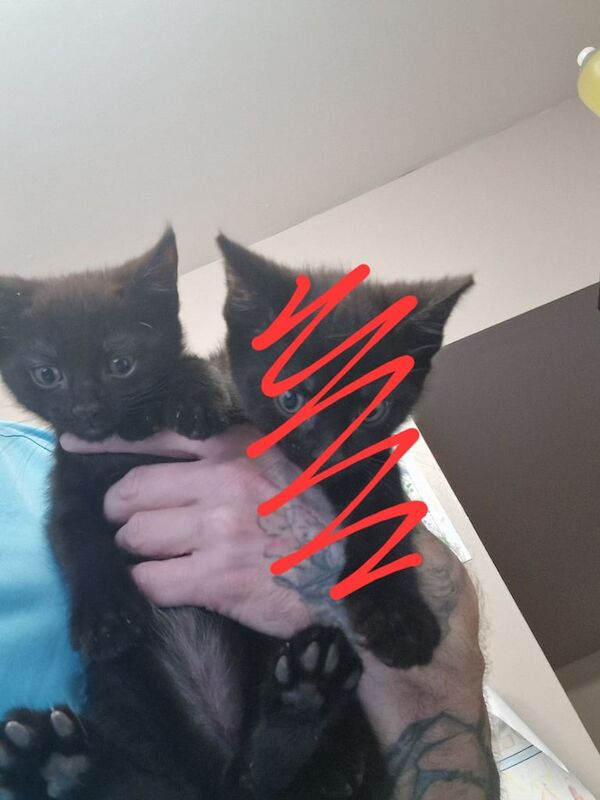 Maine Coon kittens for sale in Sheffield, South Yorkshire – 9 weeks old