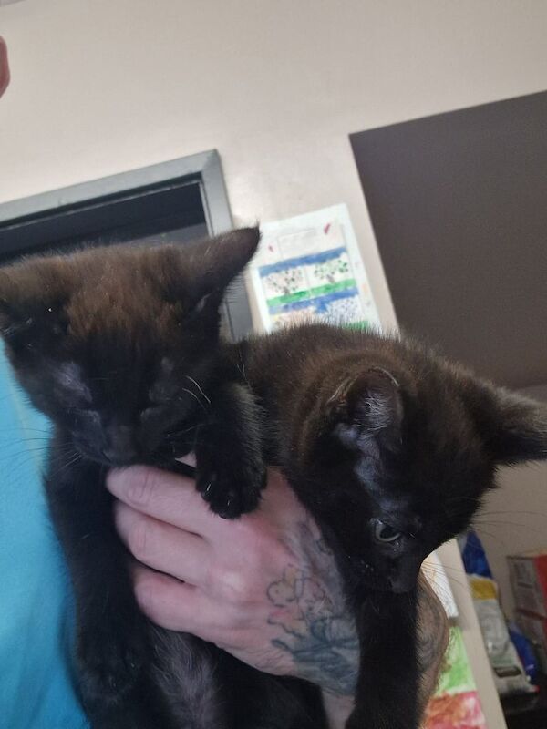 Maine Coon kittens for sale in Sheffield, South Yorkshire – 9 weeks old - Image 2 of 3