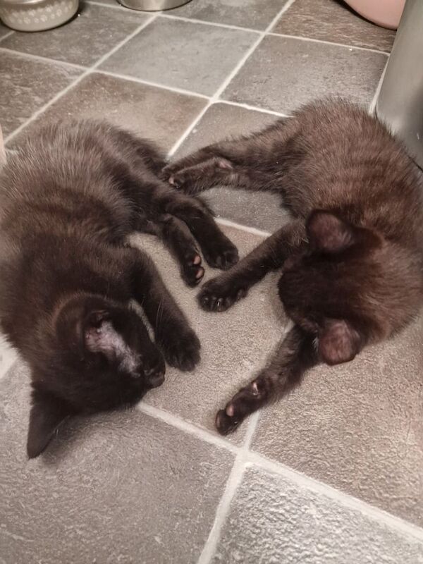 Maine Coon kittens for sale in Sheffield, South Yorkshire – 9 weeks old - Image 3 of 3