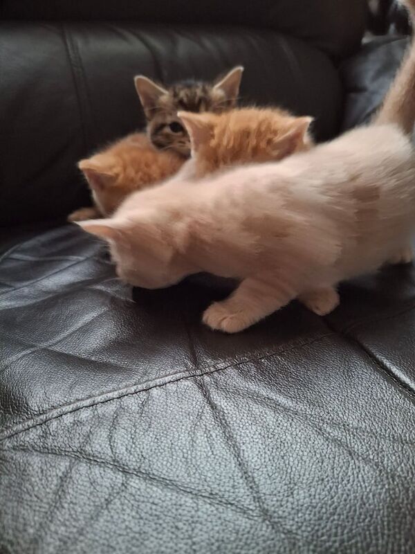Maine Coon kittens for sale in Barnsley, South Yorkshire – 7 weeks old