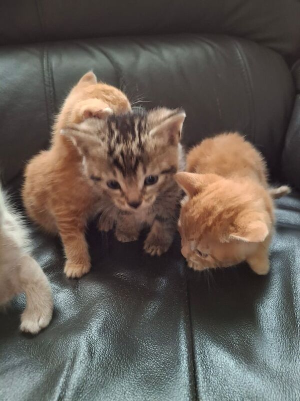 Maine Coon kittens for sale in Barnsley, South Yorkshire – 7 weeks old - Image 2 of 3