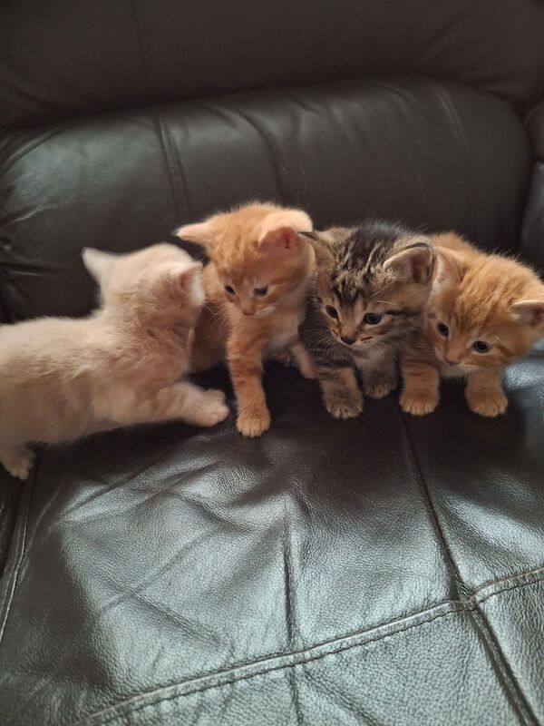 Maine Coon kittens for sale in Barnsley, South Yorkshire – 7 weeks old - Image 3 of 3